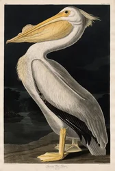 Amerikai fehér pelikán, 1836